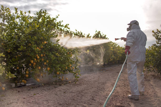Best Wasp Removal Services  in Leoti, KS