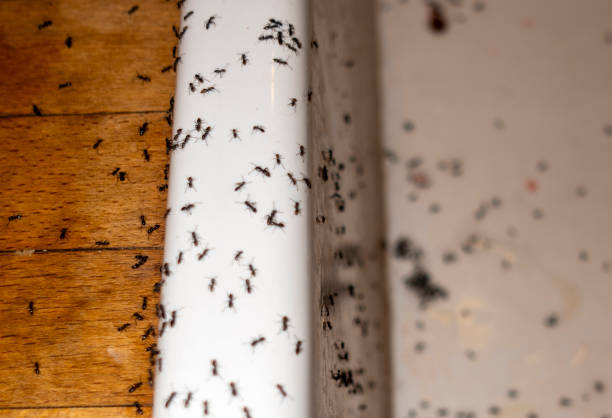 Best Termite Control Services  in Leoti, KS